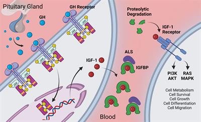 Cell non-autonomous regulation of cerebrovascular aging processes by the somatotropic axis